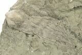 Fossil Blastoids w/ Brachioles, Starfish & Edrioasteroid Plate #251849-2